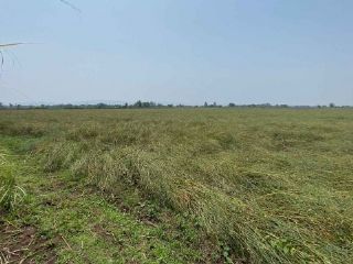 ขายที่ดินนา เพชรบูรณ์ อำเภอหนองไผ่ ผู้เช่าพร้อม ทำเลน่าลงทุน